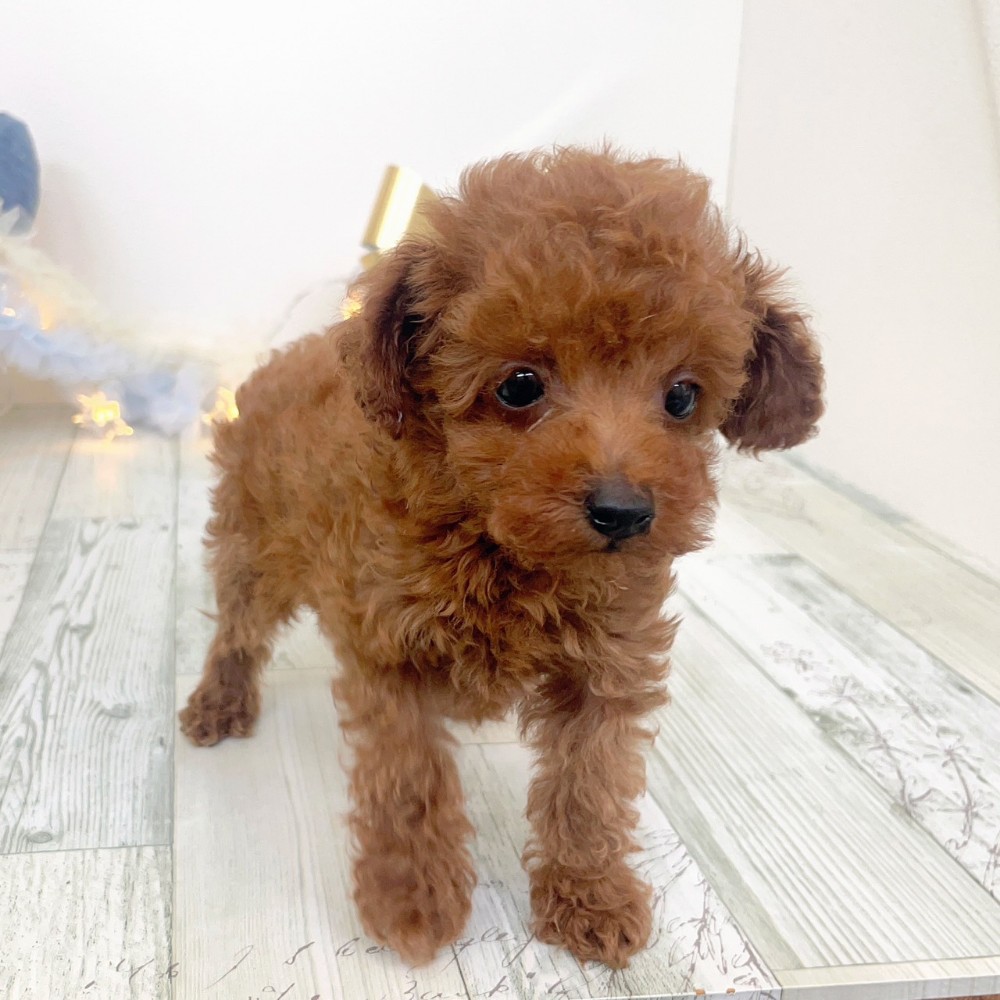 福岡県のトイプードル(タイニー) (犬の家＆猫の里シュロアモール筑紫野店/2025年10月7日生まれ/男の子/レッド)の子犬の4枚目の画像