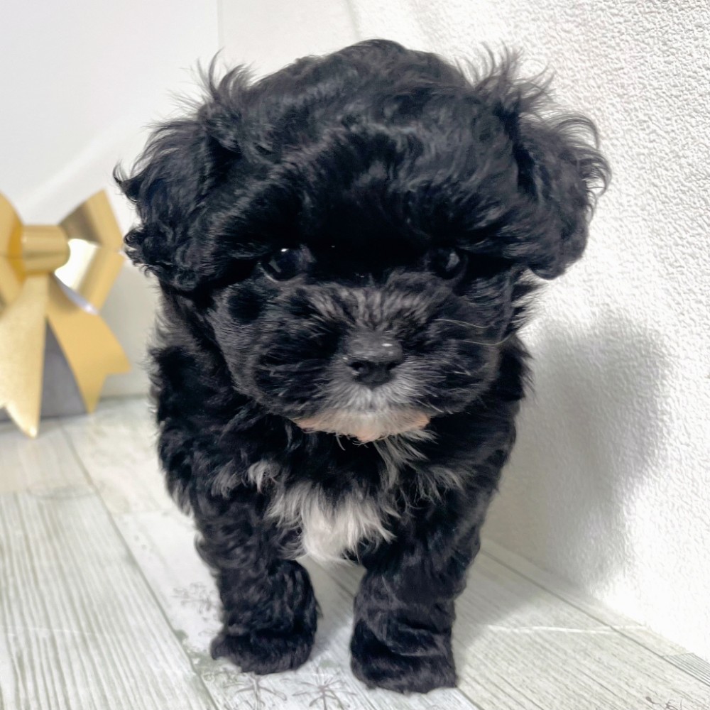 福岡県のプーズー/プーシーズ(プードル×シーズー) (犬の家＆猫の里シュロアモール筑紫野店/2025年10月4日生まれ/男の子/ブラックホワイト)の子犬の4枚目の画像