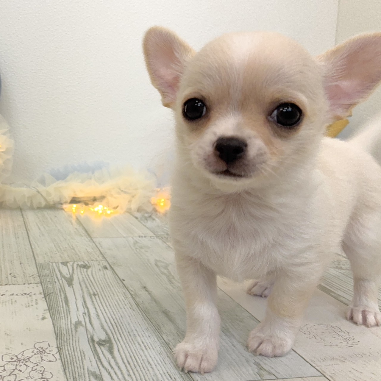 福岡県のチワワ(スムース) (犬の家＆猫の里シュロアモール筑紫野店/2025年10月6日生まれ/男の子/ホワイトクリーム)の子犬の4枚目の画像