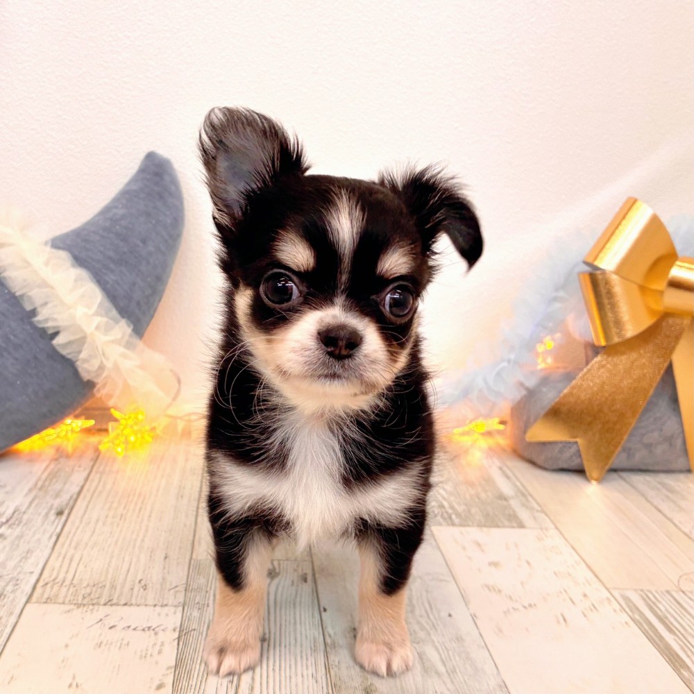 福岡県のチワワ(ロング) (犬の家＆猫の里シュロアモール筑紫野店/2025年10月7日生まれ/男の子/ブラッククリームホワイト)の子犬の4枚目の画像