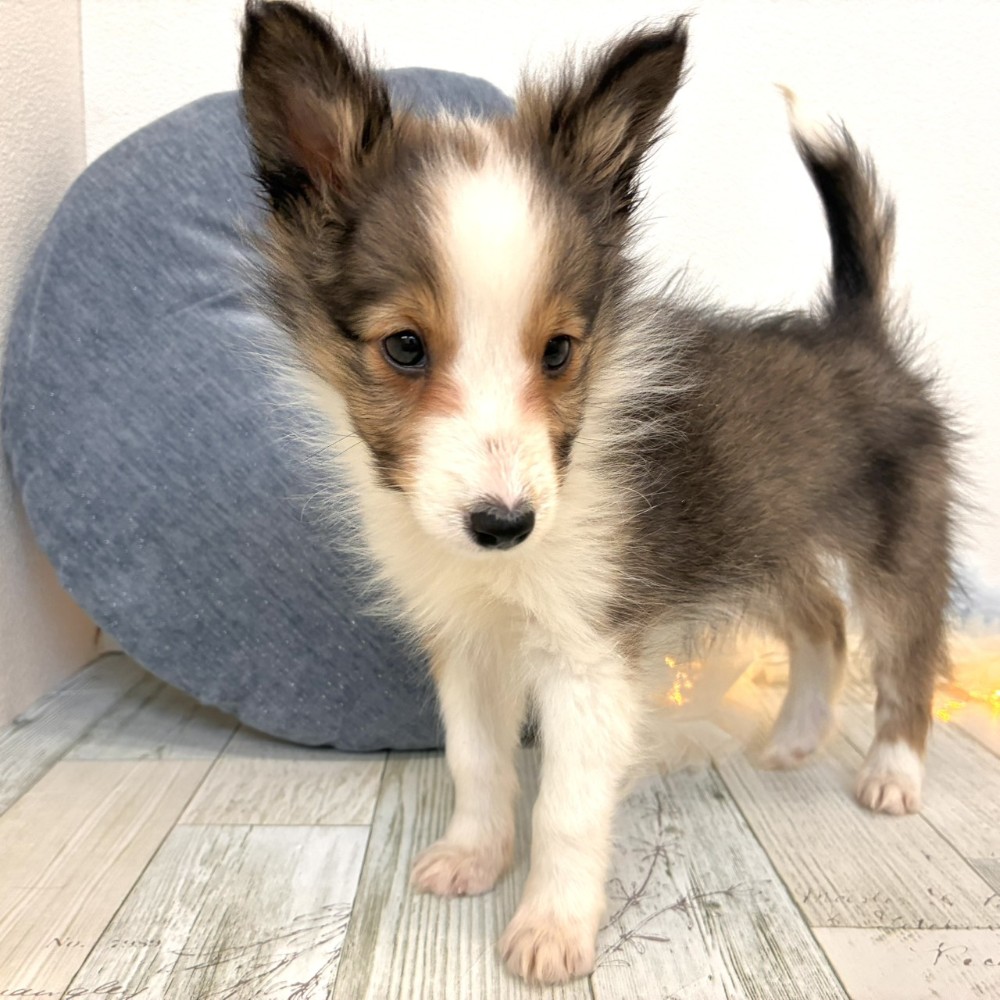 福岡県のシェットランドシープドッグ (犬の家＆猫の里シュロアモール筑紫野店/2025年10月5日生まれ/女の子/セーブルホワイト)の子犬の4枚目の画像