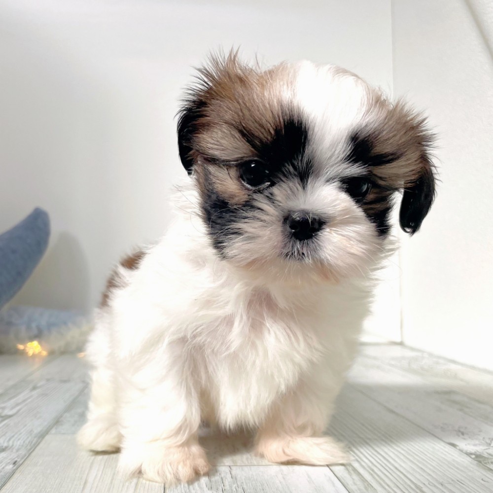 福岡県のシーズー (犬の家＆猫の里シュロアモール筑紫野店/2025年10月7日生まれ/男の子/ゴールドホワイト)の子犬の4枚目の画像