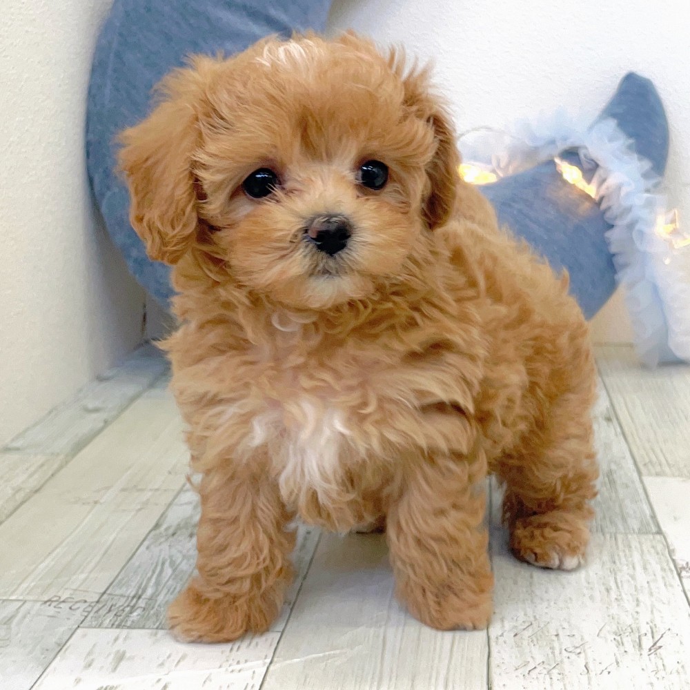 福岡県のマルプー(マルチーズ×プードル) (犬の家＆猫の里シュロアモール筑紫野店/2025年10月6日生まれ/女の子/アプリコット)の子犬の4枚目の画像