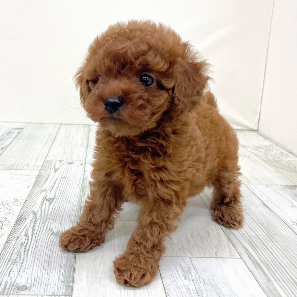 福岡県のトイプードル(トイ) (犬の家＆猫の里シュロアモール筑紫野店/2025年10月19日生まれ/女の子/レッド)の子犬の4枚目の画像