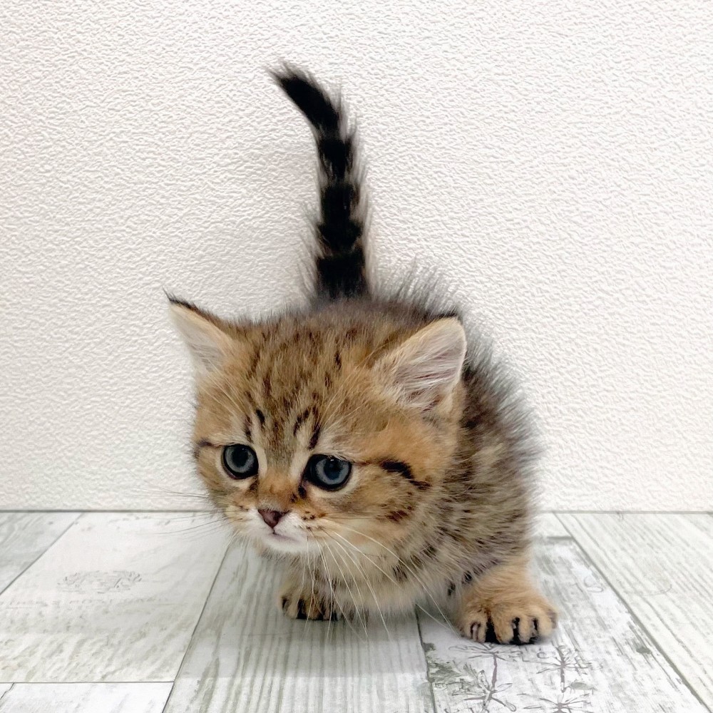 福岡県のマンチカン (犬の家＆猫の里シュロアモール筑紫野店/2025年10月19日生まれ/女の子/ブラウンタビー)の子猫の4枚目の画像