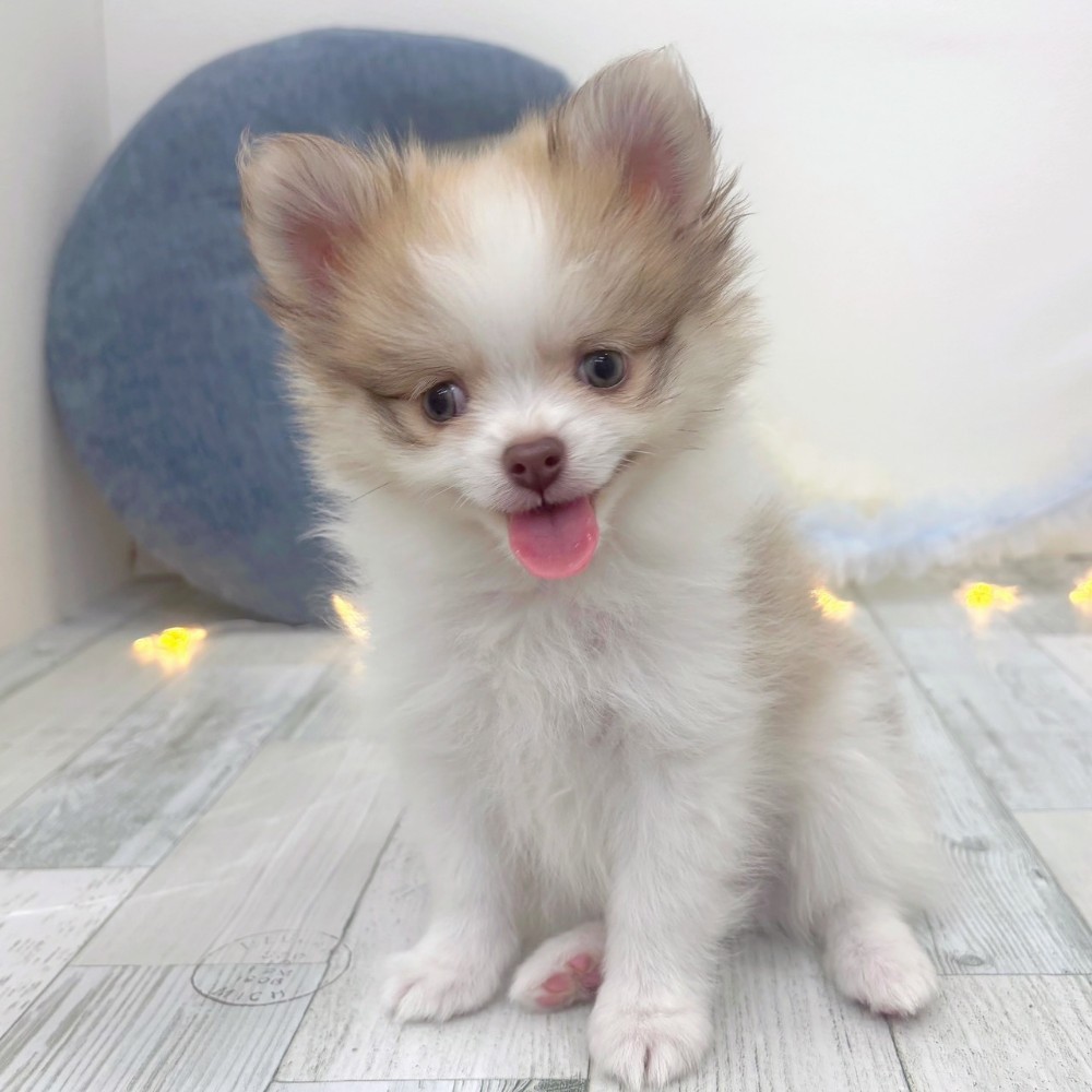 福岡県のポメチワ/チワポメ/ポメチー(ポメラニアン×チワワ) (犬の家＆猫の里シュロアモール筑紫野店/2025年10月13日生まれ/男の子/パーティーカラー)の子犬の4枚目の画像