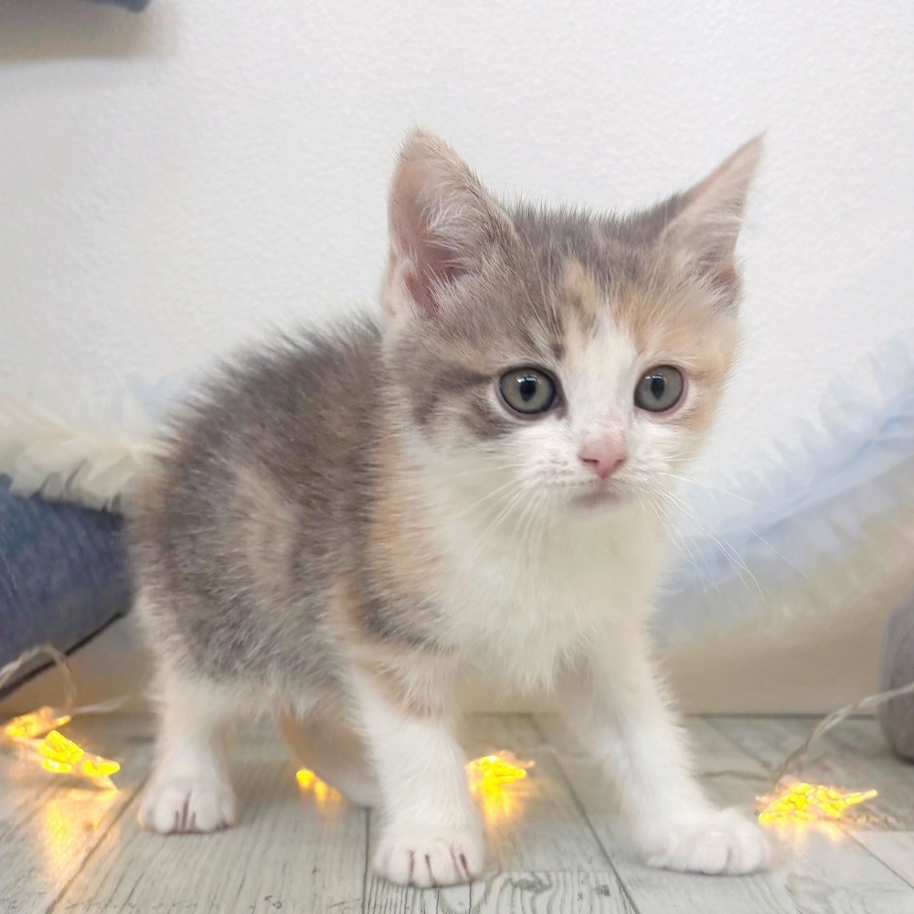 福岡県のスコティッシュフォールド (犬の家＆猫の里シュロアモール筑紫野店/2025年10月20日生まれ/女の子/ダイリュートキャリコ)の子猫の4枚目の画像