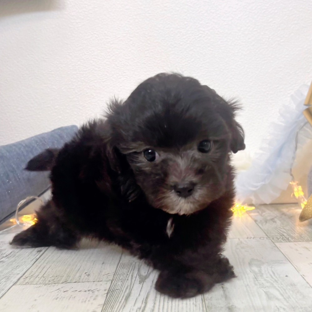 福岡県のマルプー(マルチーズ×プードル) (犬の家＆猫の里シュロアモール筑紫野店/2025年10月20日生まれ/女の子/シルバー)の子犬の4枚目の画像