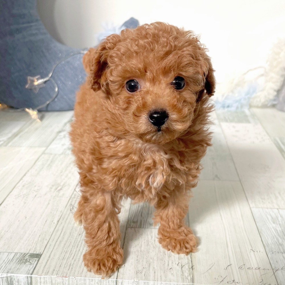 福岡県のトイプードル(トイ) (犬の家＆猫の里シュロアモール筑紫野店/2025年10月25日生まれ/男の子/レッド)の子犬の4枚目の画像