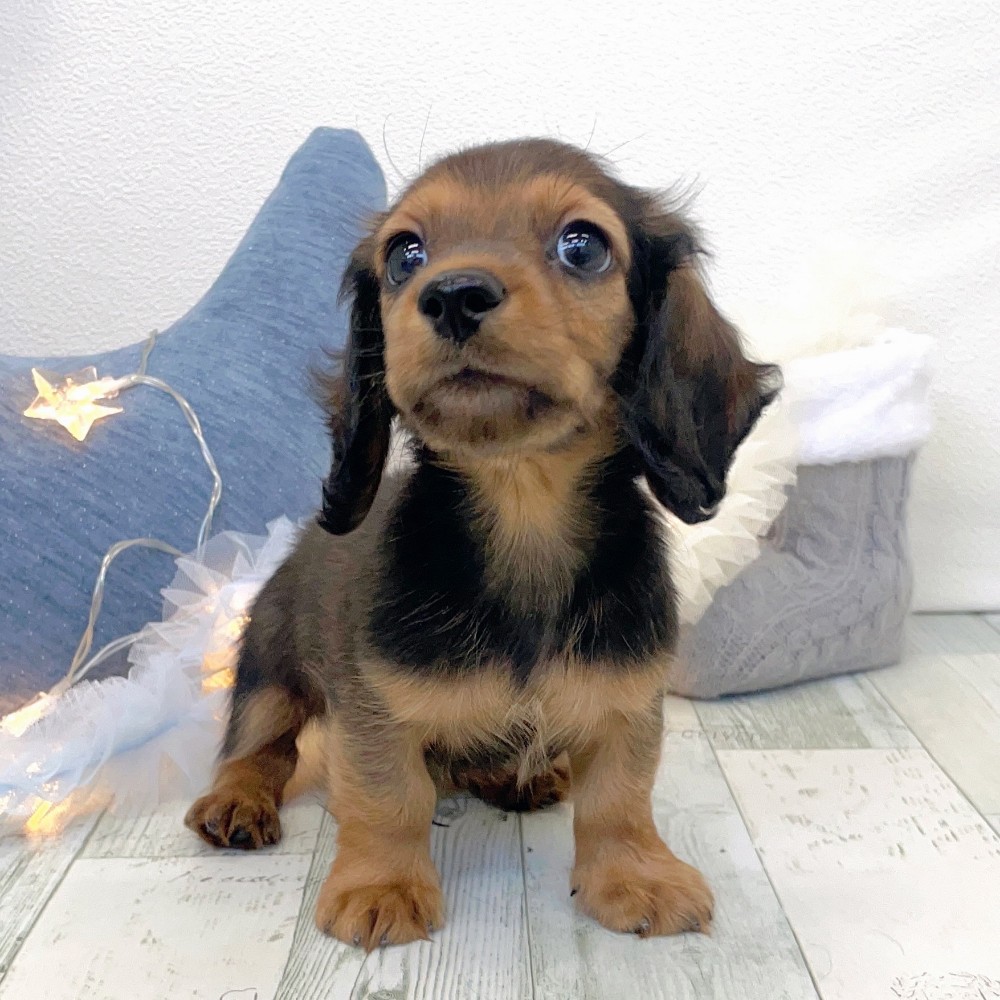 福岡県のミニチュアダックスフンド(ロング) (犬の家＆猫の里シュロアモール筑紫野店/2025年10月30日生まれ/男の子/シェーデットレッド)の子犬の4枚目の画像