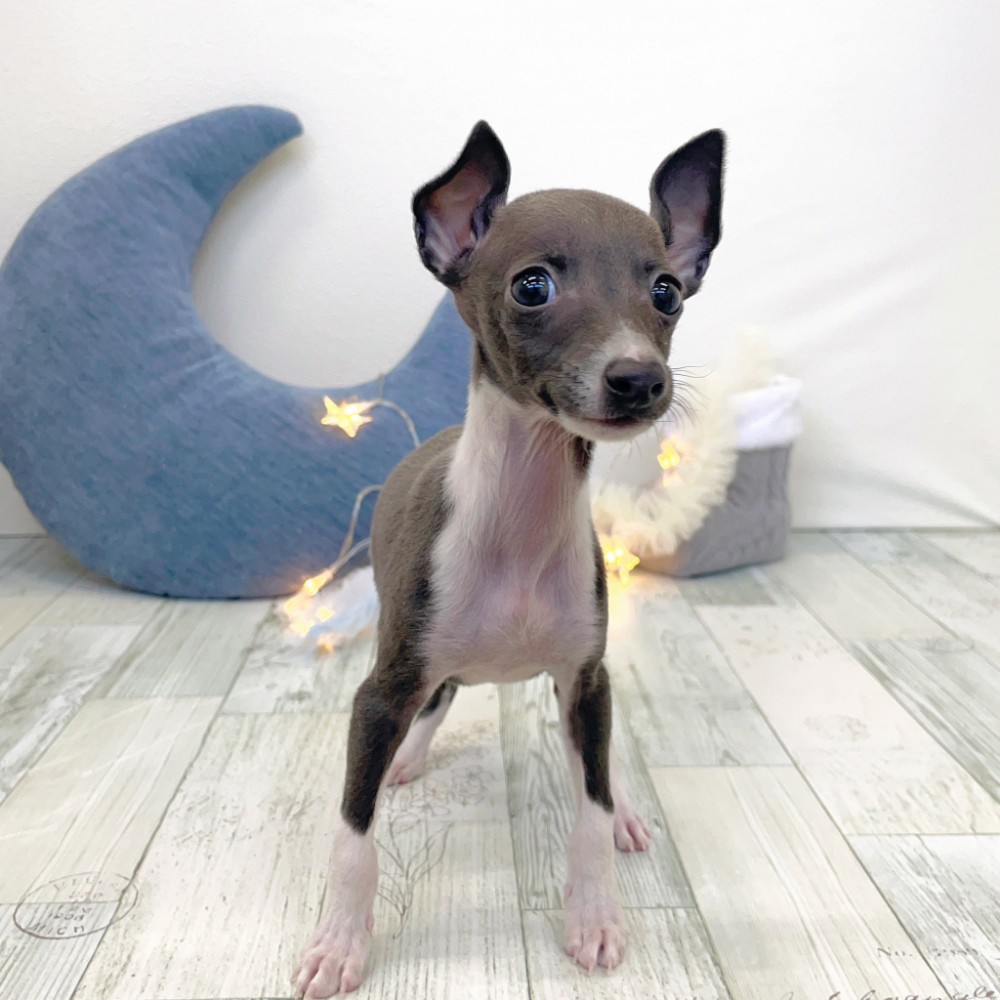 福岡県のイタリアングレーハウンド (犬の家＆猫の里シュロアモール筑紫野店/2025年10月26日生まれ/男の子/ブルーホワイト)の子犬の1枚目の画像