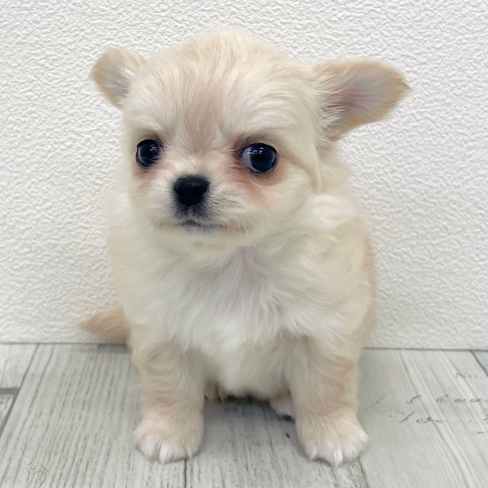 福岡県のチワワ(ロング) (犬の家＆猫の里シュロアモール筑紫野店/2025年12月8日生まれ/女の子/クリームホワイト)の子犬の4枚目の画像