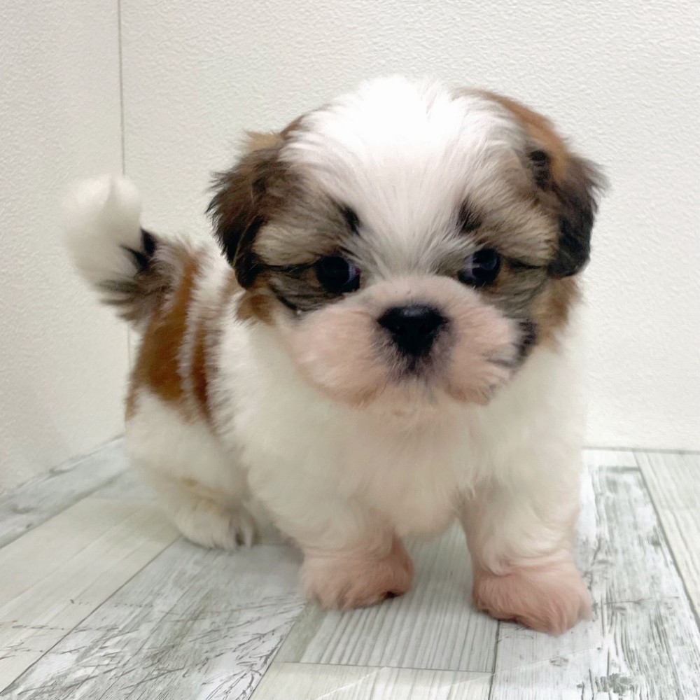 福岡県のプーズー/プーシーズ(プードル×シーズー) (犬の家＆猫の里シュロアモール筑紫野店/2025年12月4日生まれ/男の子/ホワイトゴールド)の子犬の4枚目の画像