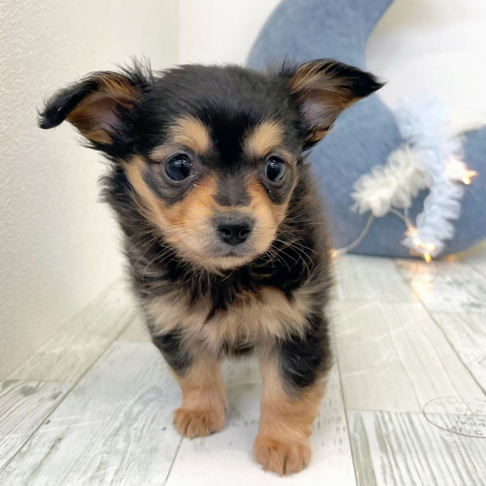 福岡県のチワックス(チワワ×ダックス) (犬の家＆猫の里シュロアモール筑紫野店/2025年12月12日生まれ/女の子/ブラックタン)の子犬の4枚目の画像