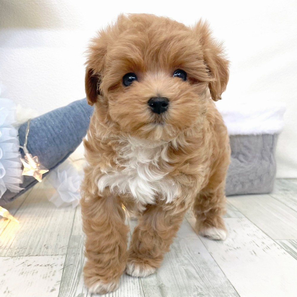 福岡県のマルプー(マルチーズ×プードル) (犬の家＆猫の里シュロアモール筑紫野店/2025年12月14日生まれ/女の子/アプリコットホワイト)の子犬の4枚目の画像