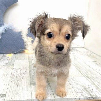 福岡県のチワックス(チワワ×ダックス) (犬の家＆猫の里シュロアモール筑紫野店/2025年11月10日生まれ/男の子/フォーン)の子犬の4枚目の画像