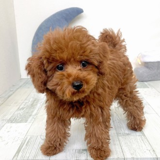 福岡県のトイプードル(トイ) (犬の家＆猫の里シュロアモール筑紫野店/2025年11月9日生まれ/男の子/レッド)の子犬の4枚目の画像