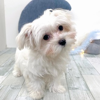 福岡県のチワマル/マルチワ(チワワ×マルチーズ) (犬の家＆猫の里シュロアモール筑紫野店/2025年11月11日生まれ/女の子/ホワイト)の子犬の4枚目の画像