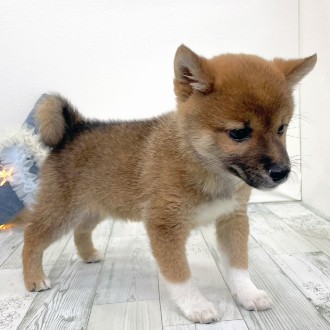 福岡県の豆柴 (犬の家＆猫の里シュロアモール筑紫野店/2025年11月18日生まれ/男の子/赤)の子犬の4枚目の画像