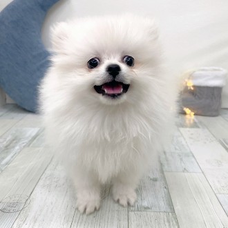 福岡県のポメラニアン (犬の家＆猫の里シュロアモール筑紫野店/2025年11月17日生まれ/男の子/ホワイト)の子犬の4枚目の画像