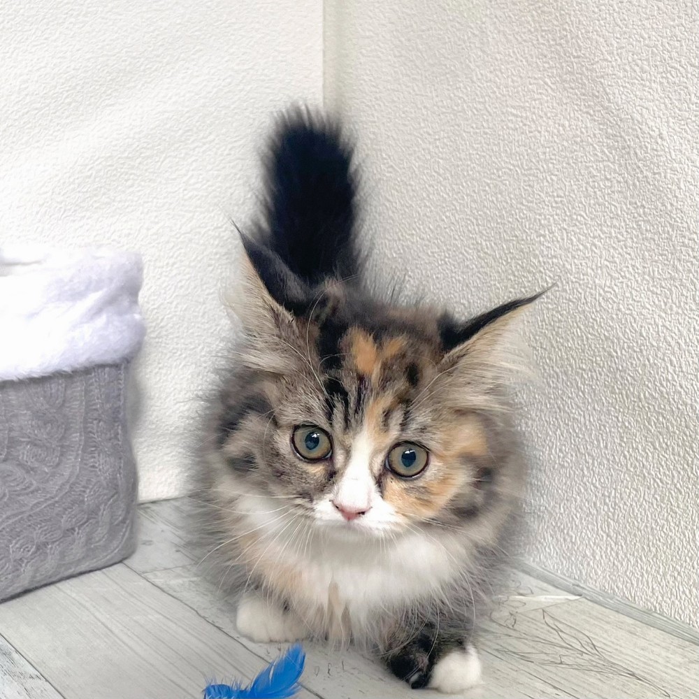 福岡県のミヌエット (犬の家＆猫の里シュロアモール筑紫野店/2025年11月17日生まれ/女の子/シルバーパッチドタビーホワイト)の子猫の4枚目の画像