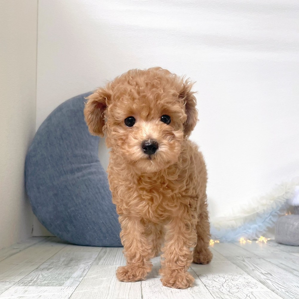 福岡県のトイプードル(トイ) (犬の家＆猫の里シュロアモール筑紫野店/2025年11月22日生まれ/女の子/アプリコット)の子犬の1枚目の画像