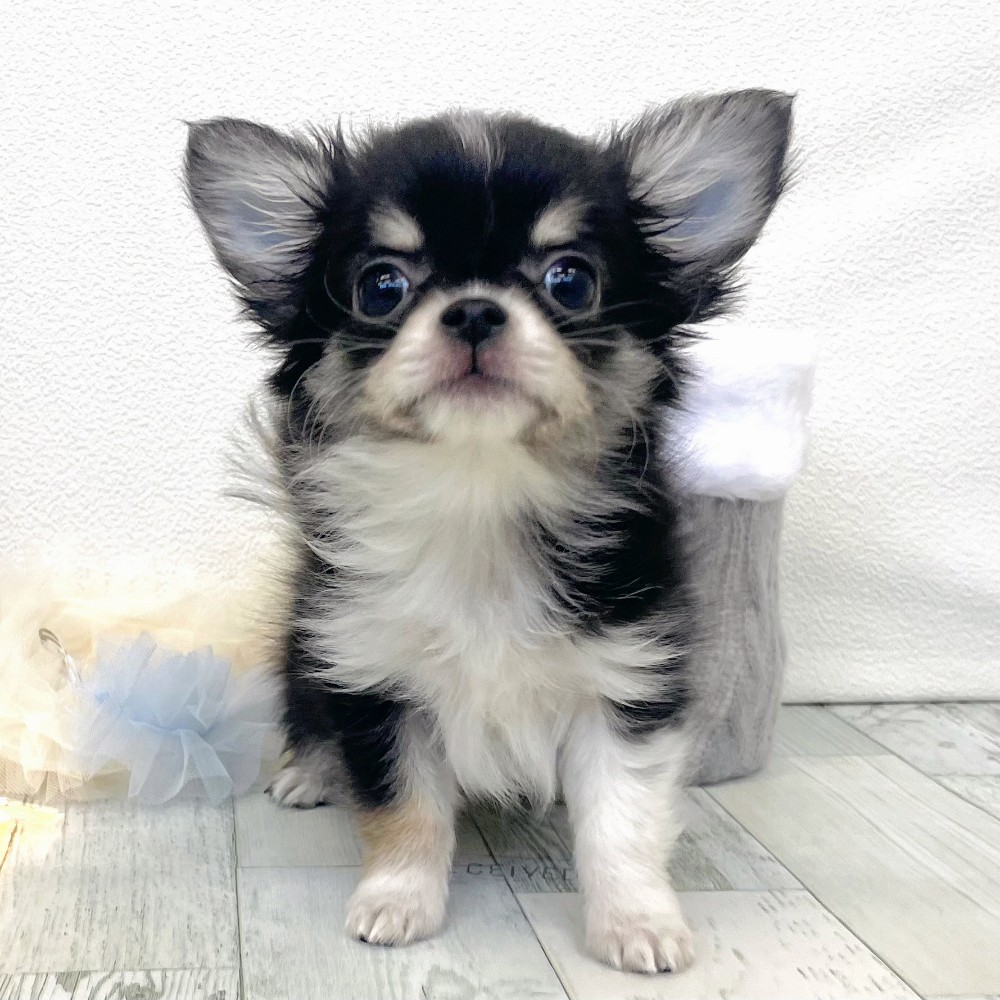 福岡県のチワワ(ロング) (犬の家＆猫の里シュロアモール筑紫野店/2025年12月2日生まれ/男の子/ブラックタンホワイト)の子犬の4枚目の画像