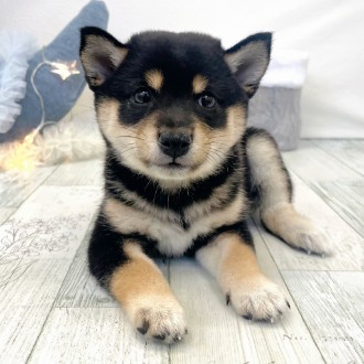 福岡県の豆柴 (犬の家＆猫の里シュロアモール筑紫野店/2025年12月1日生まれ/女の子/黒)の子犬の4枚目の画像