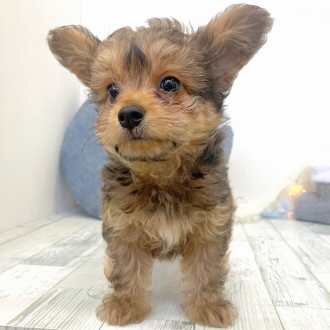 福岡県のチワプー/プーチー(チワワ×プードル) (犬の家＆猫の里シュロアモール筑紫野店/2025年11月30日生まれ/男の子/レッド)の子犬の4枚目の画像