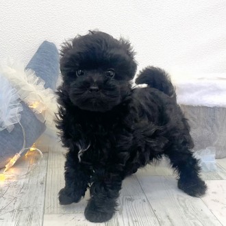 福岡県のマルプー(マルチーズ×プードル) (犬の家＆猫の里シュロアモール筑紫野店/2025年12月8日生まれ/男の子/ブラック)の子犬の4枚目の画像