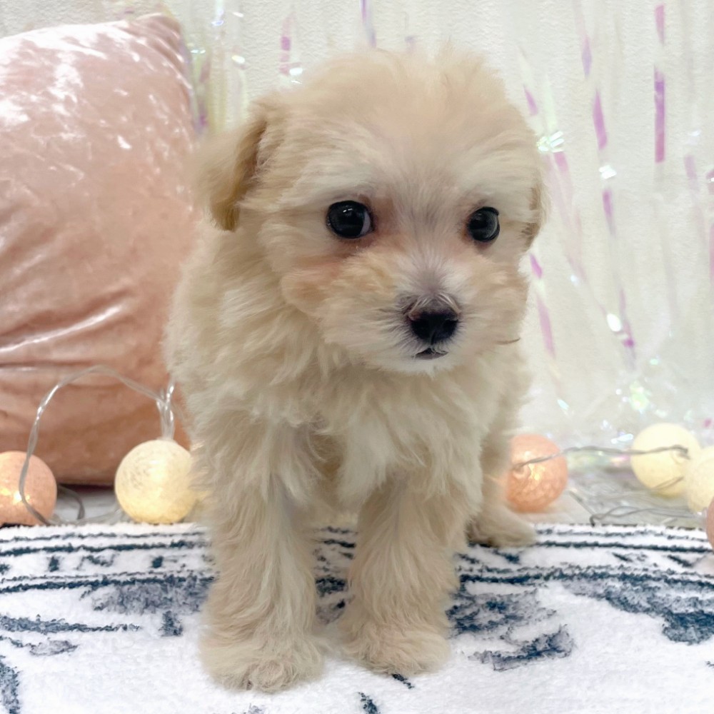 福岡県のマルプー(マルチーズ×プードル) (犬の家＆猫の里シュロアモール筑紫野店/2025年12月27日生まれ/女の子/クリーム)の子犬の4枚目の画像