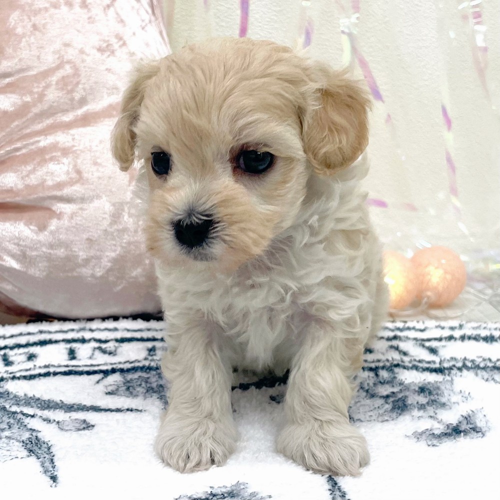 福岡県のポメプー(ポメラニアン×プードル) (犬の家＆猫の里シュロアモール筑紫野店/2025年12月27日生まれ/女の子/クリーム)の子犬の4枚目の画像