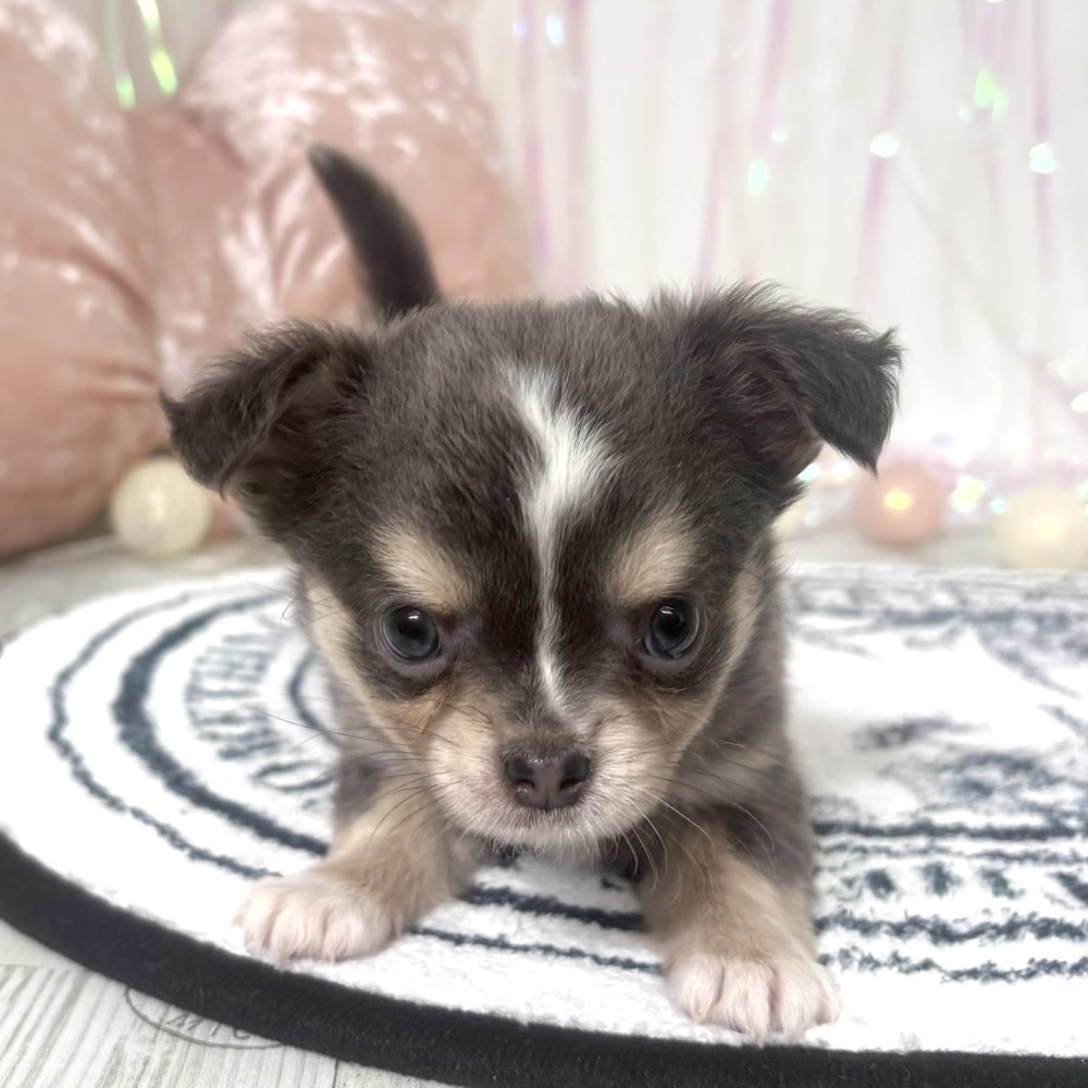 福岡県のチワワ(ロング) (犬の家＆猫の里シュロアモール筑紫野店/2026年1月5日生まれ/女の子/ブルータンホワイト)の子犬の4枚目の画像