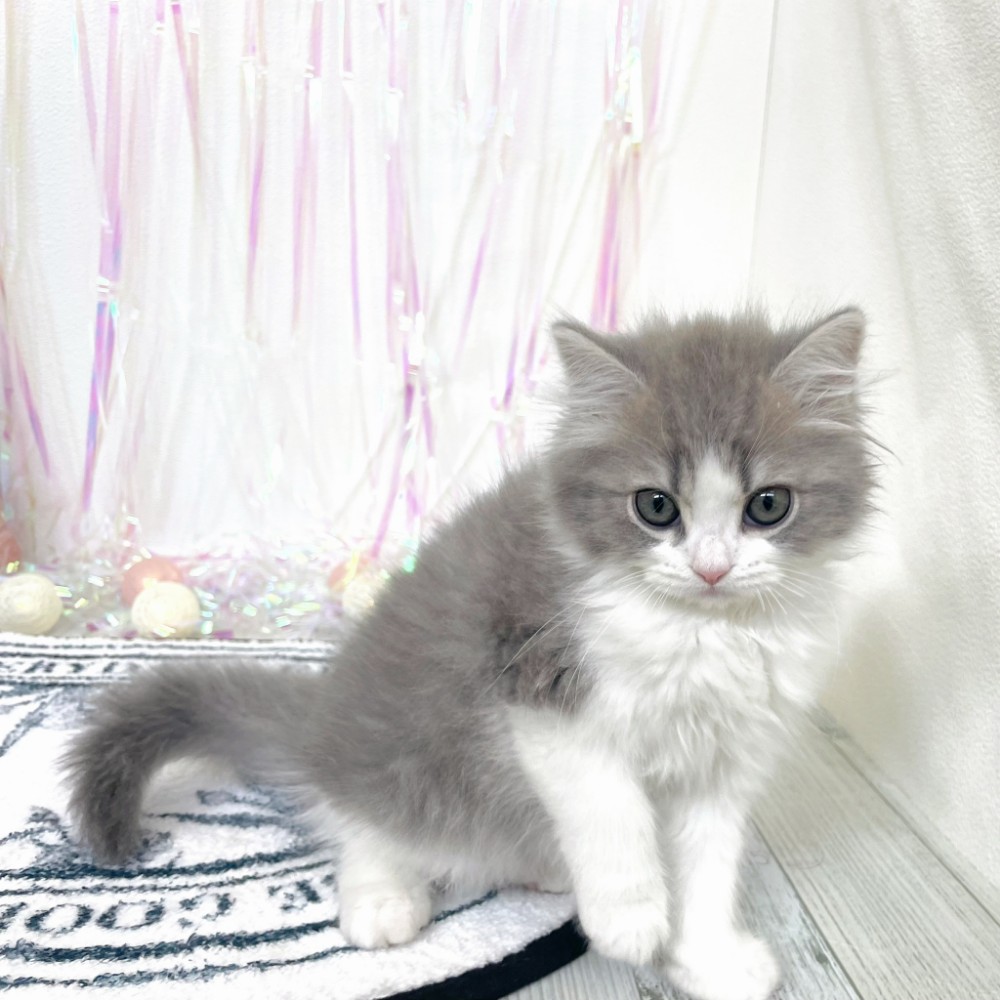 福岡県のスコティッシュストレート (犬の家＆猫の里シュロアモール筑紫野店/2026年1月3日生まれ/男の子/ブルータビーホワイト)の子猫の4枚目の画像