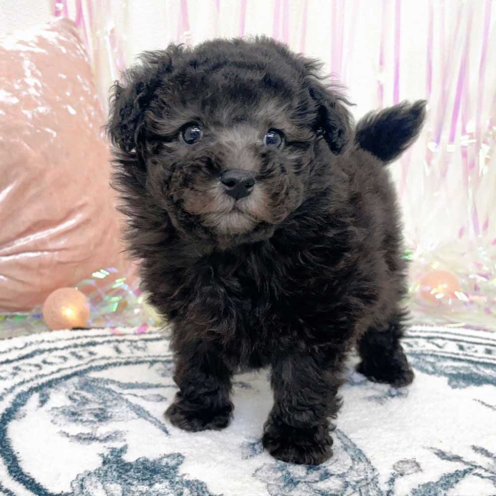 福岡県のトイプードル(トイ) (犬の家＆猫の里シュロアモール筑紫野店/2026年1月10日生まれ/男の子/グレー)の子犬の4枚目の画像