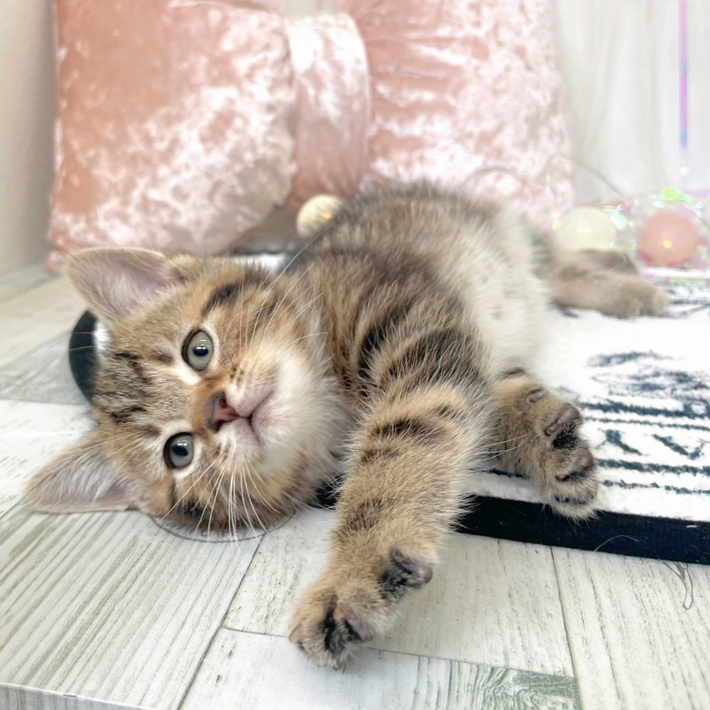 福岡県のアメリカンショートヘアー (犬の家＆猫の里シュロアモール筑紫野店/2026年1月20日生まれ/男の子/ブラウンタビー)の子猫の4枚目の画像