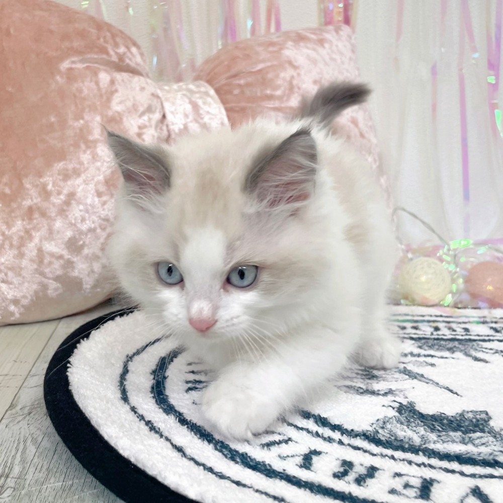 福岡県のラグドール (犬の家＆猫の里シュロアモール筑紫野店/2026年1月18日生まれ/男の子/ブルーポイントバイカラー)の子猫の4枚目の画像