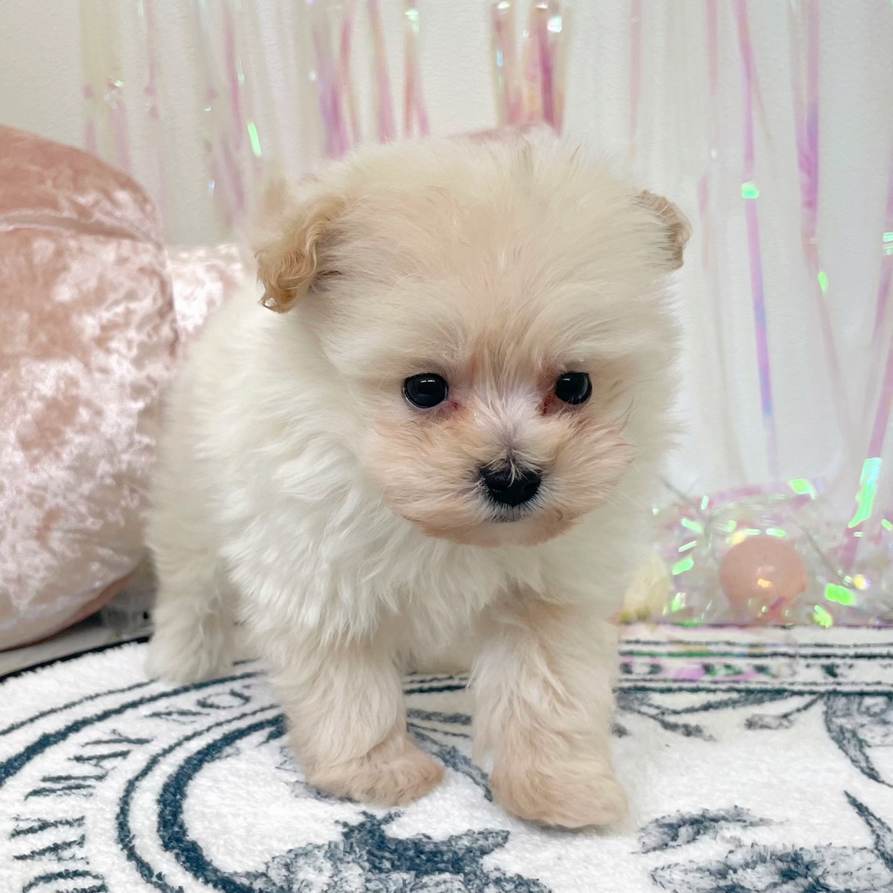 福岡県のポメプー(ポメラニアン×プードル) (犬の家＆猫の里シュロアモール筑紫野店/2026年1月20日生まれ/男の子/クリーム)の子犬の4枚目の画像