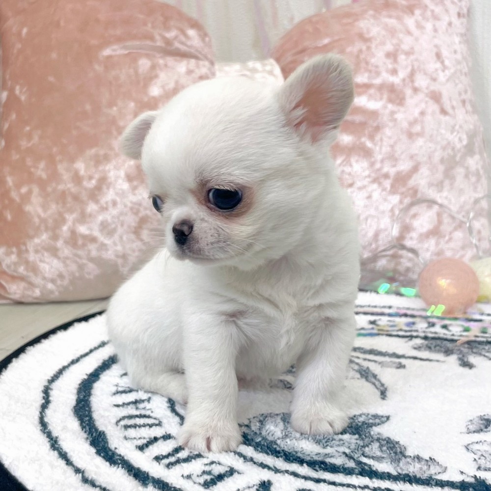 福岡県のチワペキ/ペキチー/ペキチワ(チワワ×ペキニーズ) (犬の家＆猫の里シュロアモール筑紫野店/2026年1月12日生まれ/男の子/ホワイト)の子犬の4枚目の画像
