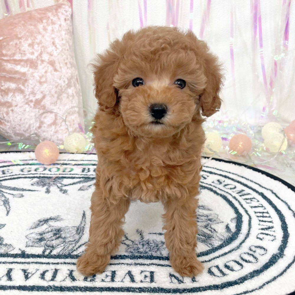 福岡県のトイプードル(トイ) (犬の家＆猫の里シュロアモール筑紫野店/2026年1月18日生まれ/女の子/レッド)の子犬の4枚目の画像