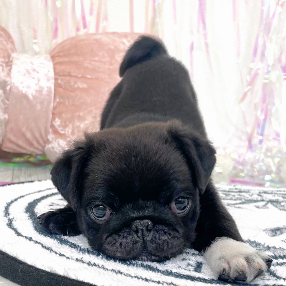 パグ男の子の写真