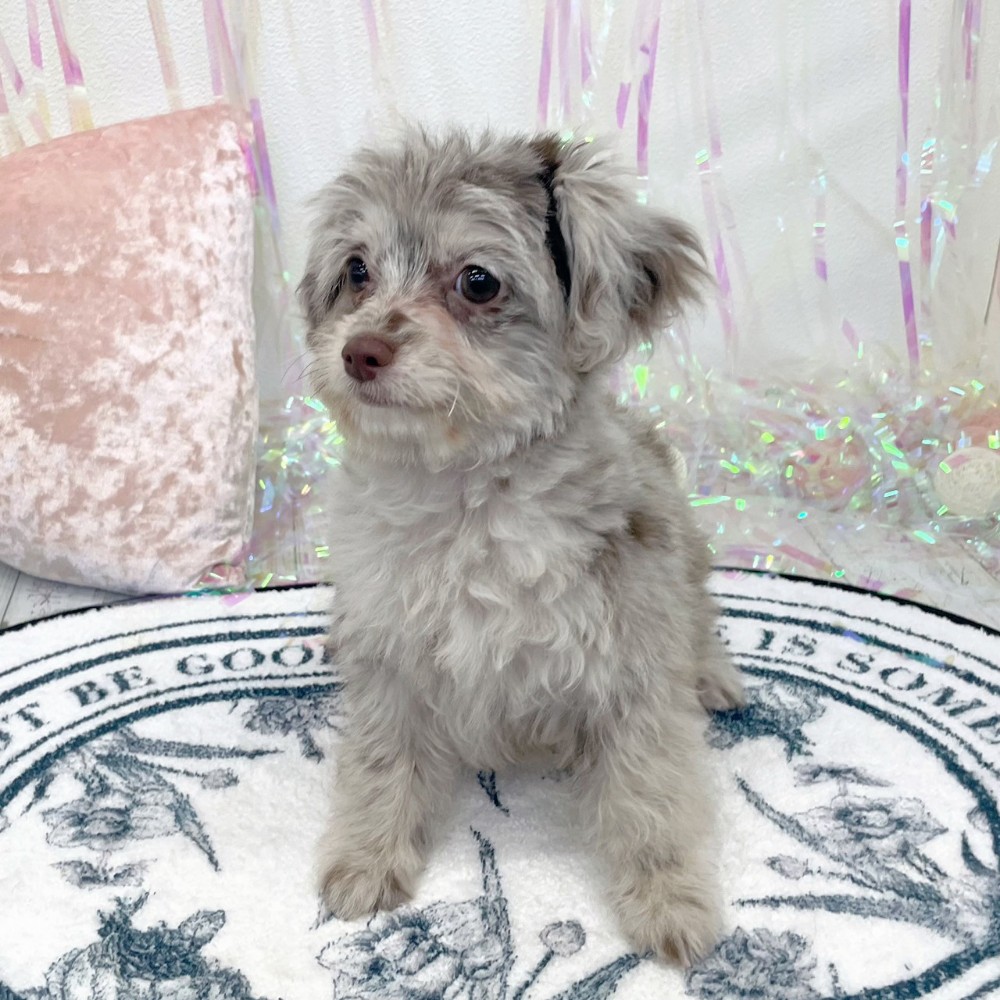 福岡県のチワプー/プーチー(チワワ×プードル) (犬の家＆猫の里シュロアモール筑紫野店/2025年12月9日生まれ/女の子/チョコレートマール)の子犬の4枚目の画像