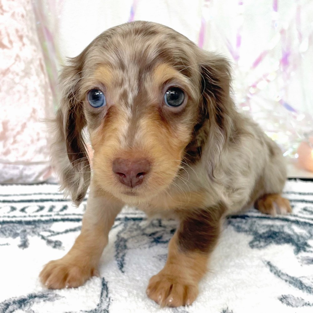 福岡県のミニチュアダックスフンド(ロング) (犬の家＆猫の里シュロアモール筑紫野店/2026年1月26日生まれ/女の子/チョコレートダップル)の子犬の4枚目の画像