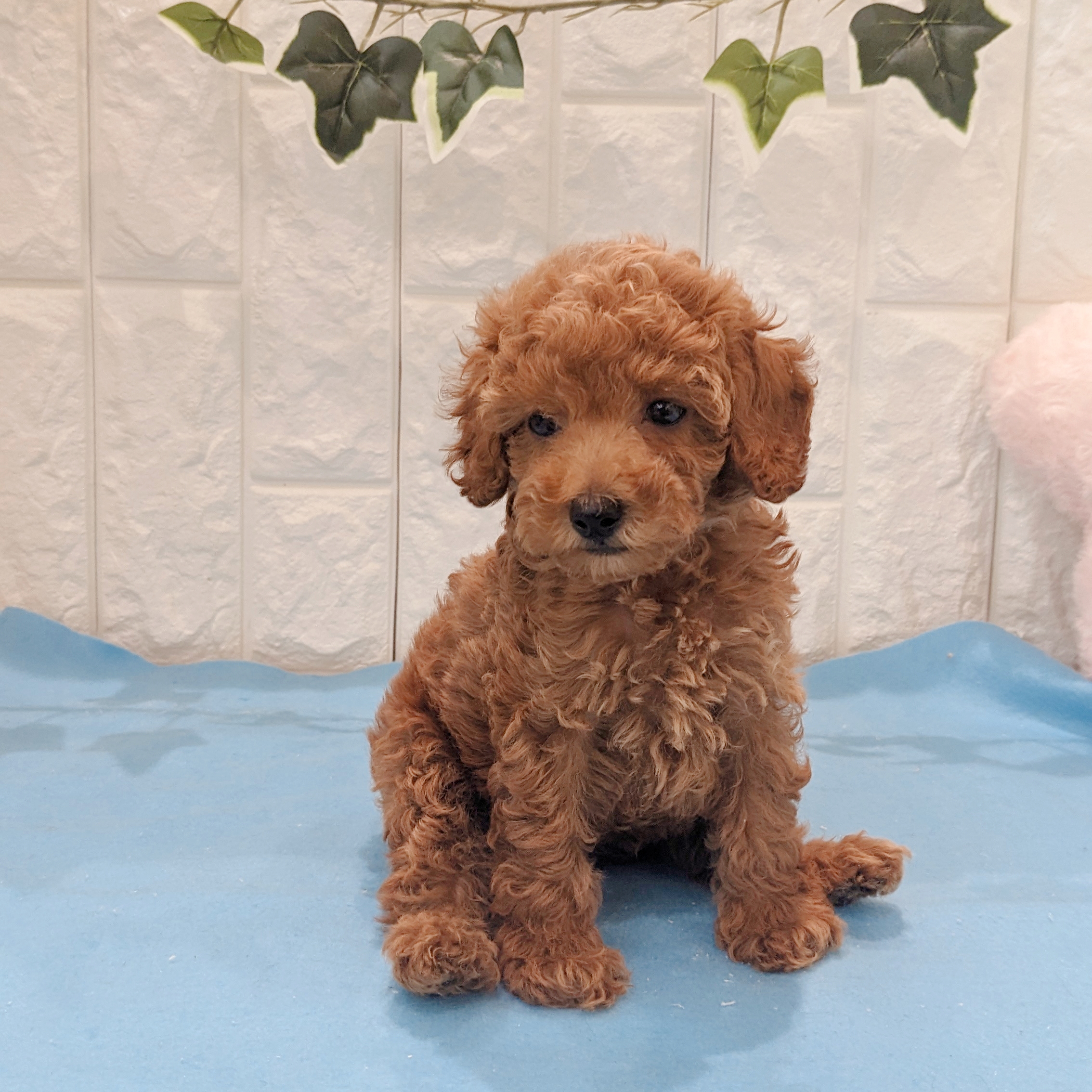 岡山県のトイプードル(トイ) (犬の家＆猫の里倉敷店/2026年5月10日生まれ/男の子/レッドフォーン)の子犬の4枚目の画像