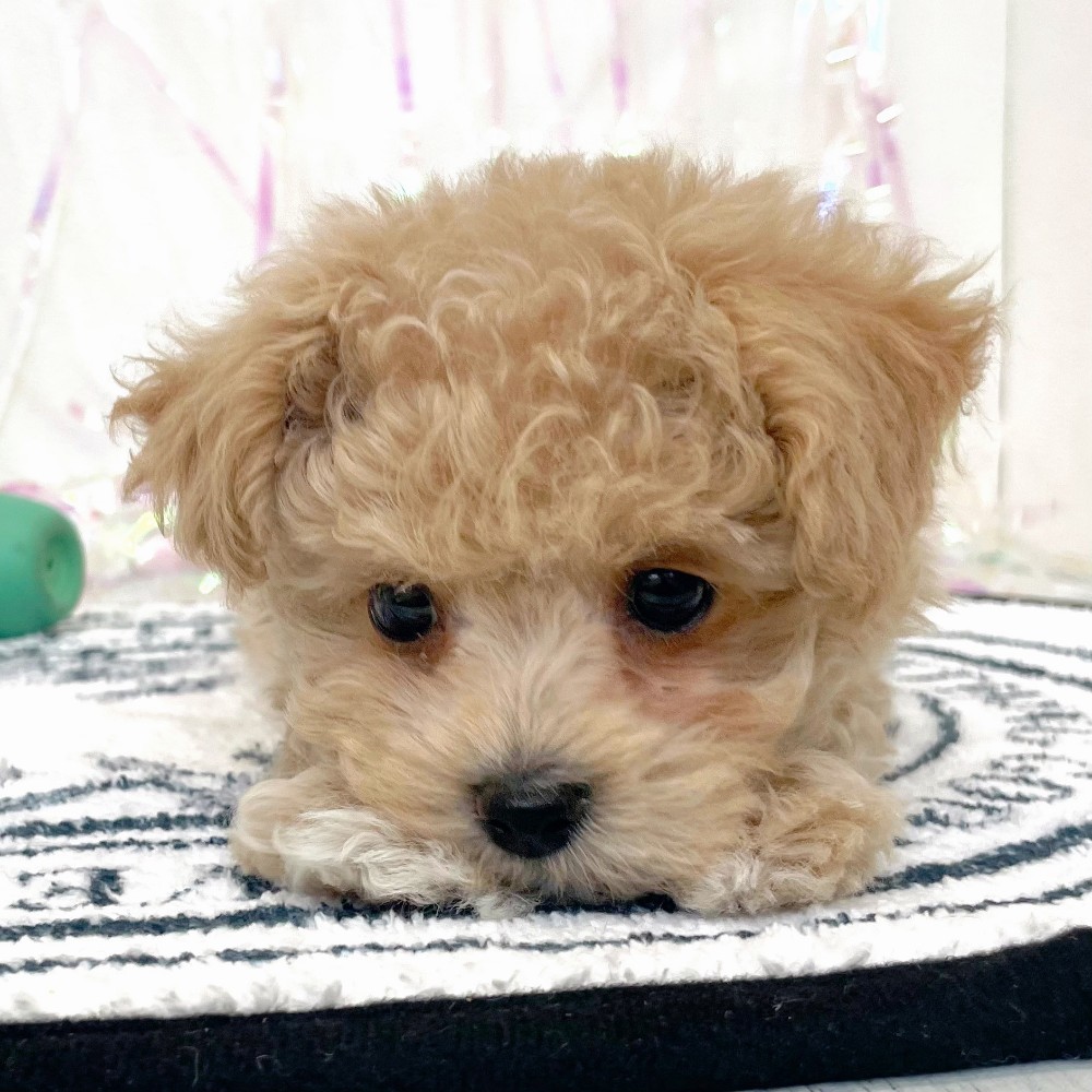 福岡県のマルプー(マルチーズ×プードル) (犬の家＆猫の里シュロアモール筑紫野店/2026年1月25日生まれ/男の子/クリーム)の子犬の4枚目の画像