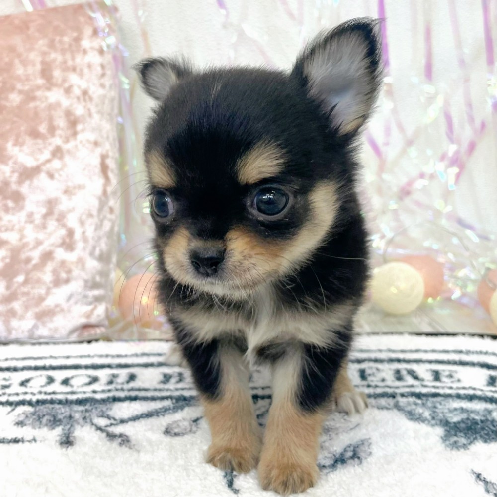 福岡県のチワワ(ロング) (犬の家＆猫の里シュロアモール筑紫野店/2026年1月27日生まれ/男の子/ブラックタン)の子犬の4枚目の画像