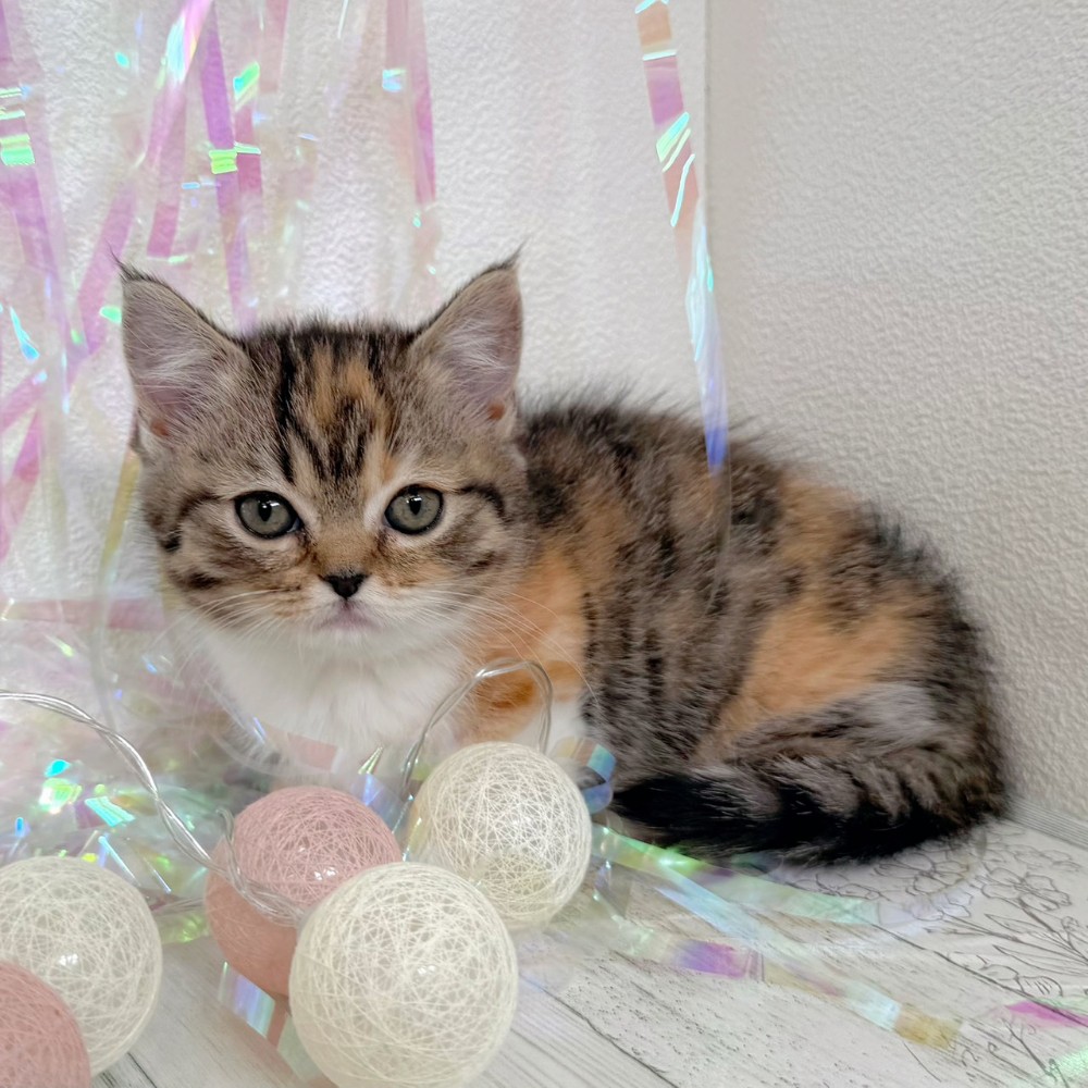 福岡県のミヌエット (犬の家＆猫の里シュロアモール筑紫野店/2026年1月25日生まれ/女の子/ブラウンパッチドタビーホワイト)の子猫の4枚目の画像