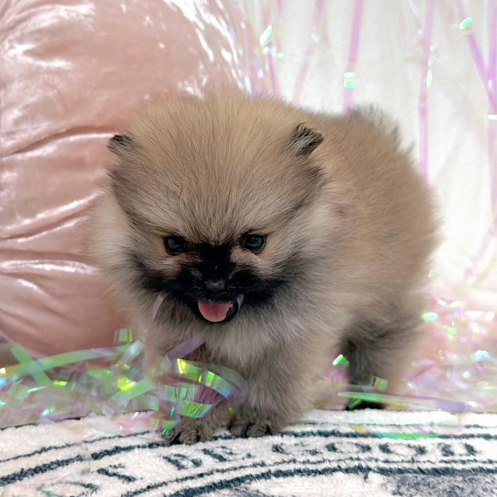 福岡県のポメラニアン (犬の家＆猫の里シュロアモール筑紫野店/2026年1月26日生まれ/女の子/オレンジセーブル)の子犬の4枚目の画像