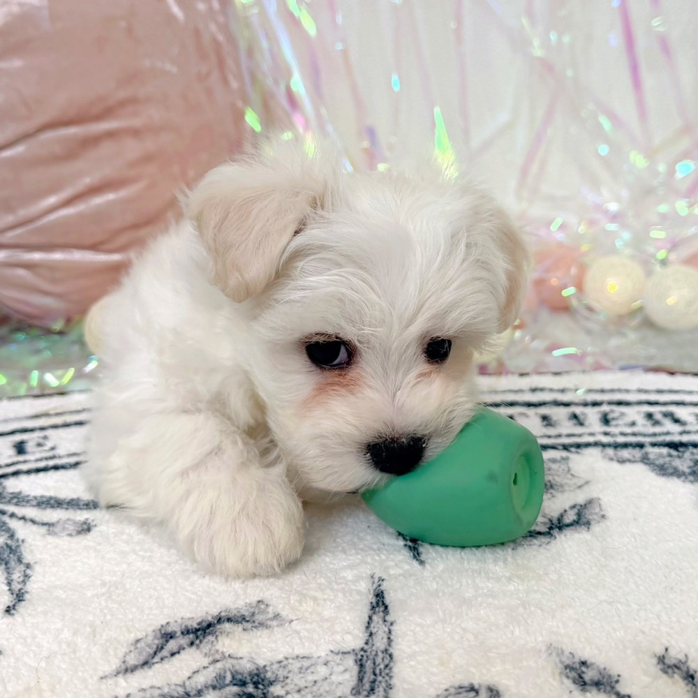 福岡県のハーフ犬・ミックス犬 (犬の家＆猫の里シュロアモール筑紫野店/2026年1月25日生まれ/女の子/ホワイト)の子犬の4枚目の画像