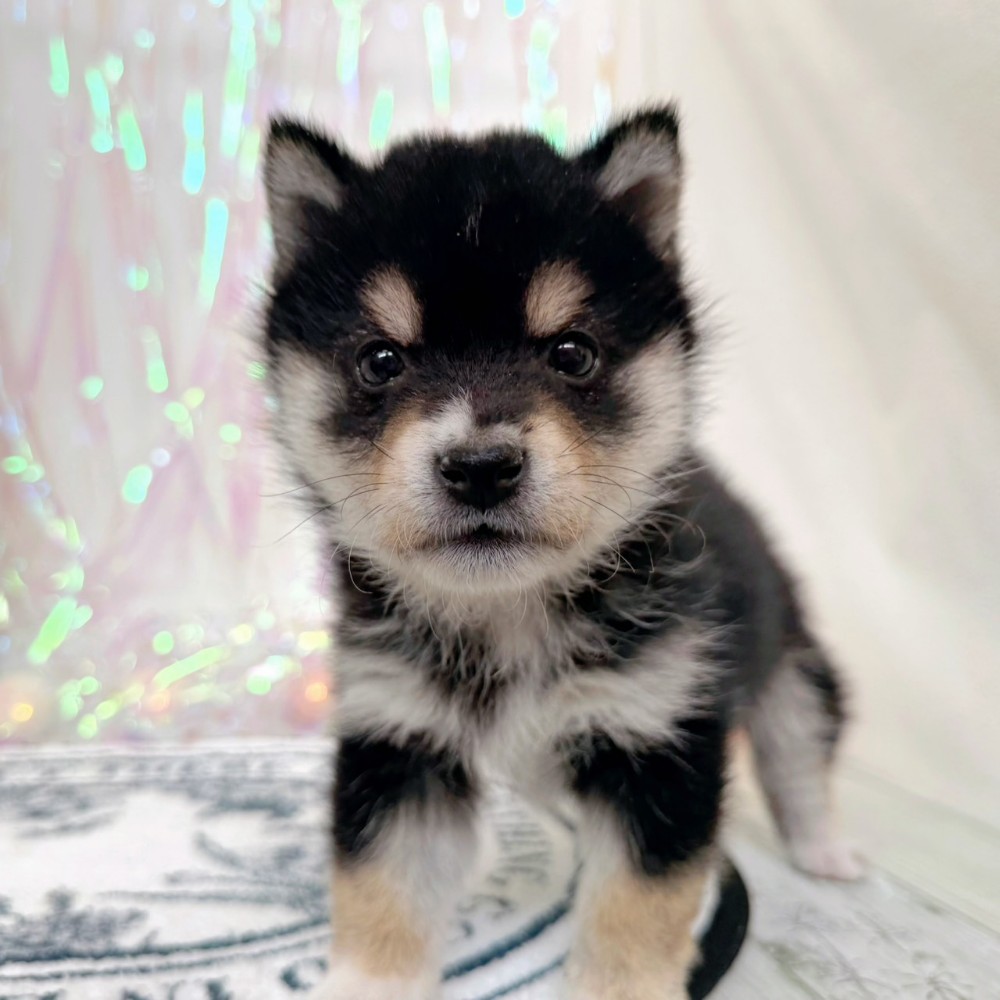 福岡県の豆柴 (犬の家＆猫の里シュロアモール筑紫野店/2026年1月20日生まれ/男の子/黒)の子犬の4枚目の画像